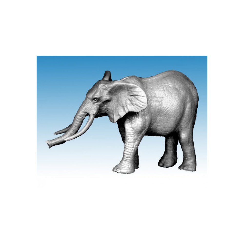 African Elephant